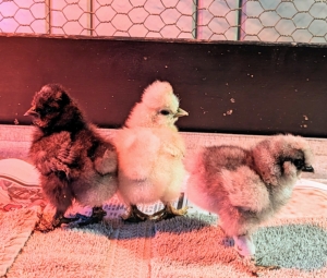 Soon after, these three adorable chicks are hatched and walking around exploring their new surroundings.