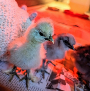 On the left is a stuffed toy we always put in with our chicks. They like to lie beside it and later use it as a perch. The red glow is from the heat lamp.