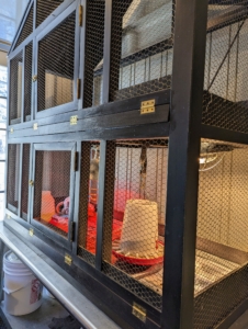 After the chicks hatch, they are placed into this cage in the same room. The room is kept very warm and the chicks are checked often.