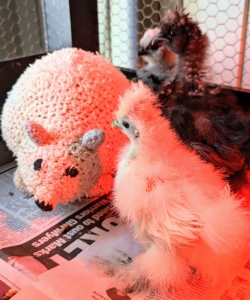 The chicks are now taller than the stuffed toy.