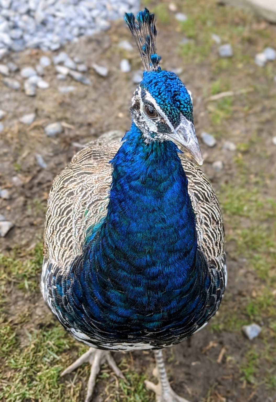 It's Mating Season for My Peafowl - The Martha Stewart Blog