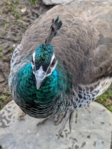 Peacocks and peahens are very smart, docile and adaptable birds. They are also quite clever and very curious. This is a mature peahen.