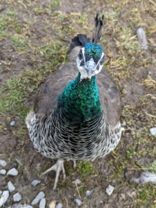 Both male and female peafowls have the fancy crest atop their heads called a corona. Male peacock feather crests are blue or green in color, while female crests are a more neutral shade of brown or cream. This is a female - a peahen. All my birds are friendly and come up quite close to visitors.