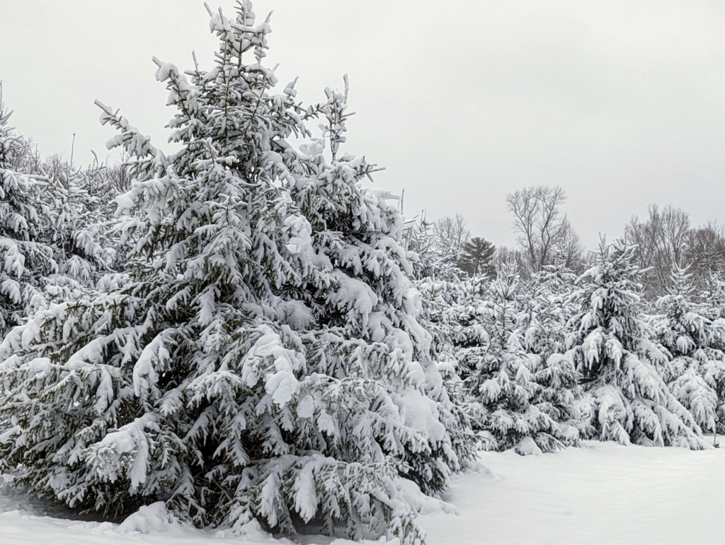 A Late February Snow at My Farm - The Martha Stewart Blog