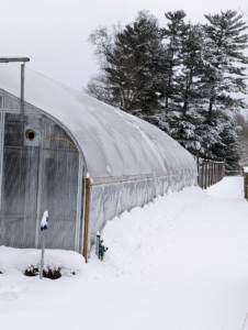 This is my newest tropical hoop house - one of six greenhouses here at the farm. Because of the shape of this structure, snow just rolls off it - accumulating on the hay bales surrounding the base.