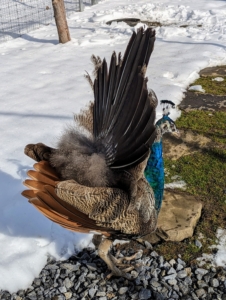 The stiff rear feathers underlie the front feathers and provide support when the whole tail is raised. At this stage, this bird's tail is not very heavy, but it will grow longer and more showy as he ages.