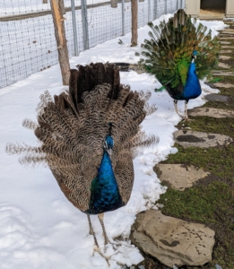 Peacocks are polygamous by nature, often having several partners during the season, and after courtship, and mating.
