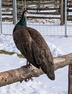 And here is a peahen watching with some interest - maybe. Once a peafowl pair has bred, the peahen will usually lay about three to eight brown eggs. It then takes about 28 to 30 days for the eggs to incubate before hatching.