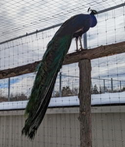 And here is a mature male with his gorgeous tail feathers hanging behind him. After breeding season ends in August, the males lose their long tail feathers and then grow them back before the next breeding season begins. The train gets longer and more elaborate until five or six years old when it reaches maximum splendor.