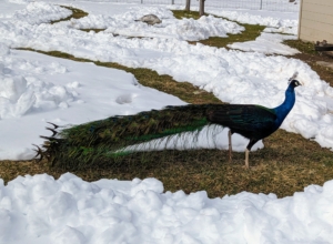 The beautiful feathers of the peacock grow to five feet long when mature - that's longer than the bird's body.