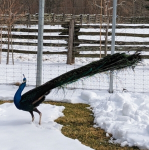 Here is one of my adult peacocks turning his body as he starts lifting his tail. Researchers found that the longer the train feathers, the faster the males would shake them during true courtship displays, perhaps to demonstrate muscular strength.