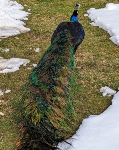 And, a mature peacock can have up to 200 feathers in his tail, which can weigh about a half pound during mating season. Peahens usually choose males that have bigger, healthier plumage with an abundance of eyespots.