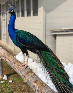 As many of you know, I share my farm with an ostentation of beautiful peafowl - peacocks as well as peahens. Their pen is outside my stable, completely enclosed to keep them safe from predators. Here is a beautiful "blue boy" perched just outside the coop. Peafowls are very hardy birds, and even though they are native to warm climates, they do very well in cold weather as long as they have access to dry areas away from strong winds. These birds will spend most of their days outdoors, and nights in their coop where it is warm and cozy.