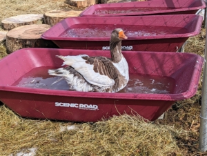 We're testing out some new pools from our friends at Scenic Road. These are the large tubs of their mortar mixing boxes. Because geese prefer to mate in water, it is safer to provide these shallow containers. They seem to like them.