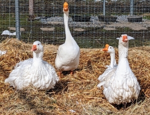 Here are two Sebastopol geese and two Chinese geese.