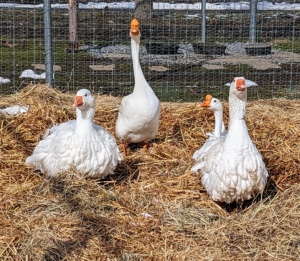 My geese have a large yard, but they love to gather close together most of the time. I am very happy that all my geese get along so well. A group of geese on land is called a gaggle. This is because when geese get together they can get quite noisy and rowdy.