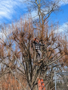 The branches are light brown to gray and the growing twigs are mostly red-tinged. Here, Pasang starts the process of pruning and pollarding this linden. The best time to prune and pollard trees is when the trees are dormant, during the cold winter months. It’s best to complete all pruning before early spring when the buds begin to form. Dormancy pruning reduces the amount of stress placed on the tree. And, the reduced flow of fluids in the tree during the time helps the pruning wounds heal quicker.