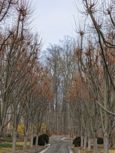 This allée of linden trees is in its third year of pollarding. Pollarding is started when a tree or shrub reaches a certain desired height. The technique helps to shape them so that the trees stay healthy and safe.