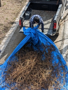 Once the tarp is full, the branches are loaded onto a truck and taken to a designated pile for the wood chipper. Moises just pulls the tarp onto the back of the truck. Traditionally, the cut branches were either burned as fuel or used for building. Pollarding was a way of using wood over time, rather than cutting it down and having only one-time access to its wood.