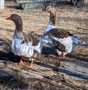 My gaggle of geese is fun, friendly, personable and protective. These are my Pomeranian geese – the oldest of all my geese.
