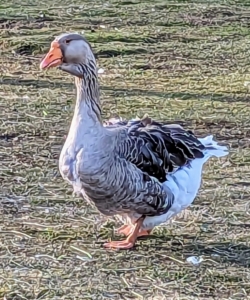 This goose is fondly named "Bear." Our gosling has marking similar to his.