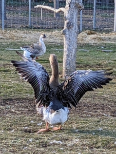 Although these birds are not good fliers, they do love to spread their wings. Due to their large size and upright posture, domestic geese can’t really fly. Domestic geese have larger back ends than their wild counterparts and stand more upright. During breeding season, a gander's pre-mating behavior also consists of wing spreading, stretching and flapping.