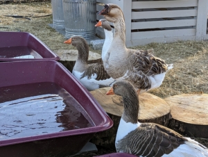 While both ducks and geese love water, geese don’t require a pond or large swimming pool – they swim much less than ducks and are content with a small dipping pool where they can dunk and clean their noses and beaks.