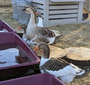 From mid-winter to early spring, it's mating season for the waterfowl. Because geese prefer to mate in water, it is safer to provide them with shallow containers. They seem to like them.