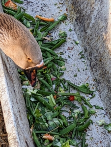 I provide the waterfowl with fresh greens every day. Geese are grazing birds which means they eat a variety of different items. They eat roots, shoots, stems, seeds, and leaves of grass and grain, bulbs, and berries. They also eat small insects.