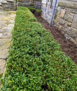 This low hedge is outside my Winter House servery.