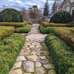 Removing the burlap changes the entire appearance of the area and reveals what we hope for every year – green, healthy boxwood. The lighter hedge seen here is golden barberry.