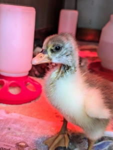 A few days later, our gosling is walking around very steadily watching all the activity in the room.