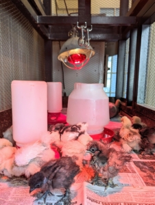 Here is the heat lamp suspended about a foot and a half above the center of the cage. These babies also have ample feeders and waterers.