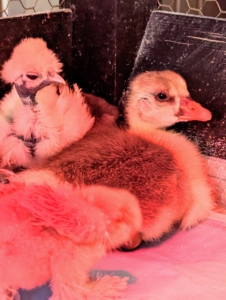 Here is our gosling resting in the cage next to one of our Silkie chicks. The photo looks a bit red because of the heat lamp in the cage. Very young chicks and goslings need constant monitoring until they are at least a month old. They require an air temperature of 95 degrees during the first week, 90 degrees the second week, and so on – going down by around five degrees per week until they’re ready to transition to the coop.