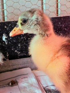 Our gosling is also growing quickly every day. It has bright, clean eyes – a sign of good health in a bird. This gosling is very energetic and already flapping its wings.