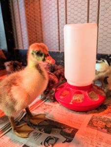 This gosling is also eating very well. It will eat starter food for several weeks. Afterward, it will get a pelleted growing food along with cracked corn and other grains.