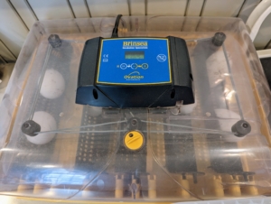 The goose eggs are kept in this Brinsea incubator. Several more goose eggs are waiting. Eggs are brought up and placed in the incubator the day they are laid. Here, they will be safe from other birds and closely monitored until they hatch.