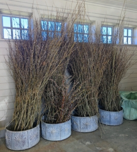 Look at all we cut from the grove this year. We placed the branches upright in these empty antique planters gifted to me by Carmine Lupino. Cutting branches for indoor displays is an excellent use of these pussy willow catkins. I will be sure to share photos of these once they are arranged for the holiday.