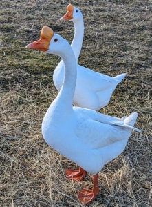 And here are the Chinese geese. Because these birds are exposed to a lot of activity around the farm, they are not fearful of the noises or the movements.