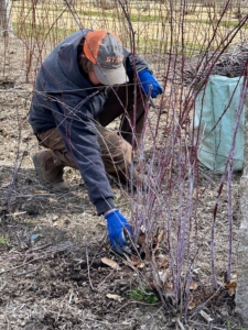 One big chore we always do during these colder months, oftentimes in between other farm projects, is prune all of the berry bushes that grow in the gardens around my main greenhouse. Here's Brian pruning the black raspberries, cutting down the dead wood from the base. He also keeps the base of the bushes within a 12 to 18-inch footprint by pruning out any suckers that poke up outside those parameters.
