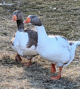 And just outside is the goose pen, where 13 adult geese reside. These are two Pomeranian guard geese – always sounding off their “alarms” as soon as visitors arrive.