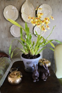 In the same room, I also display lots of other flowering plants such as this orchid. Most of my plants are kept in my glass greenhouse where they can be and maintained in a temperature and humidity-appropriate space. And when they bloom, I bring them into my Winter House where I can enjoy their splendor.