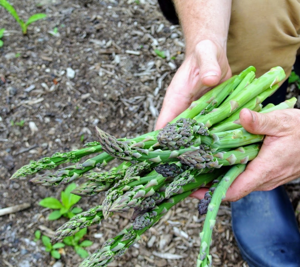 Planting Asparagus at My Farm The Martha Stewart Blog