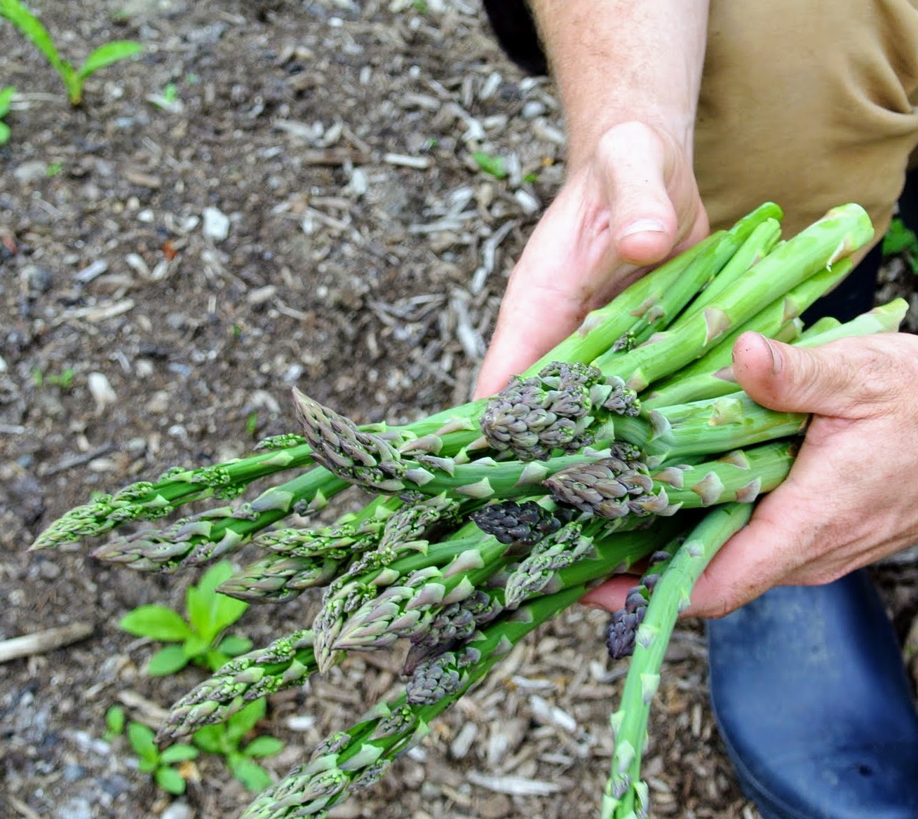 Planting Asparagus at My Farm - The Martha Blog