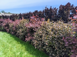 Around the pool, I have plantings on both sides of the fence. These hedges and shrubs are all deciduous, meaning they shed their leaves in autumn. This photo was taken in July.