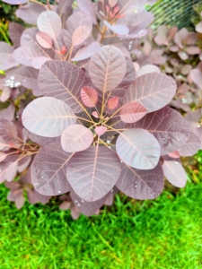 Here is the Cotinus leafed out in summer. Cotinus, also known as smoketree or smoke bush, is a genus of two species of flowering plants in the family Anacardiaceae, closely related to the sumacs. They are a great choice for massing or for hedges. The stunning dark red-purple foliage turns scarlet and has plume-like seed clusters later in the year, which appear after the flowers and give a long-lasting, smoky haze to branch tips.