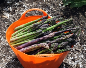 Here is a trug bucket filled with asparagus from the garden. These plants can produce for 15 to 20-years and more.