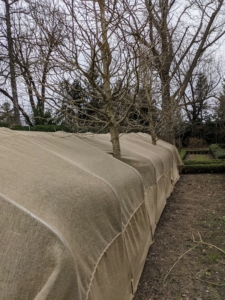 Here is the burlap covering the boxwood behind my Summer House. We remove the burlap once the temperatures are consistently above freezing and before Easter. The crew spends several days removing all the burlap.