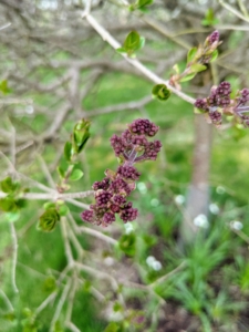 Here is some of the early spring growth. Soon, these sweet ‘Miss Kim’ lilacs will be smelled all over the garden. The blooms will become bright lavender and will stand out nicely against their dark green leaves.