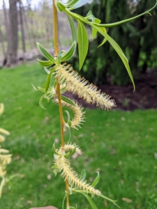 When the tree blooms in late winter or spring, yellow catkins such as these appear. The catkin flowers are one to two inches long, and each blossom consists of hundreds of hairlike protrusions. The flowers mature to yellow before they are disbursed by wind or rain.